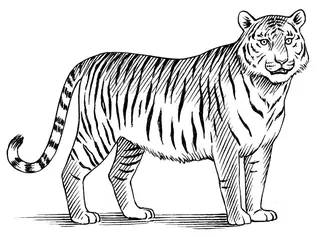 Detailed black and white drawing of a standing tiger