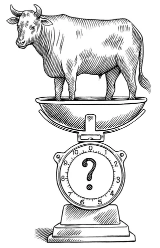 Cow on a vintage weighing scale with question mark on dial
