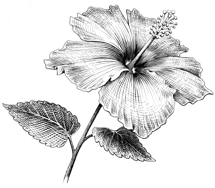 Arte de preto e branco de flor de hibisco