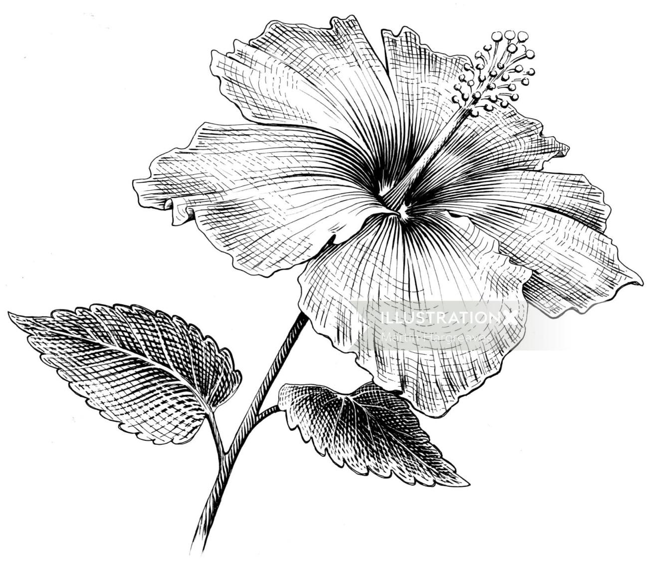 Flor de hibisco arte blanco y negro