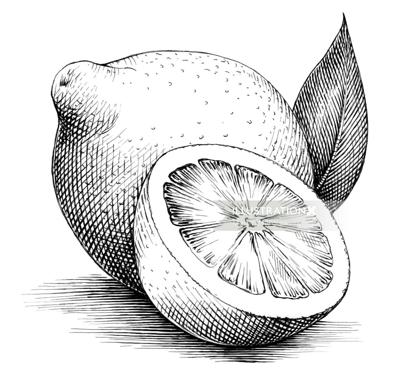 Line drawing of Lemons 
