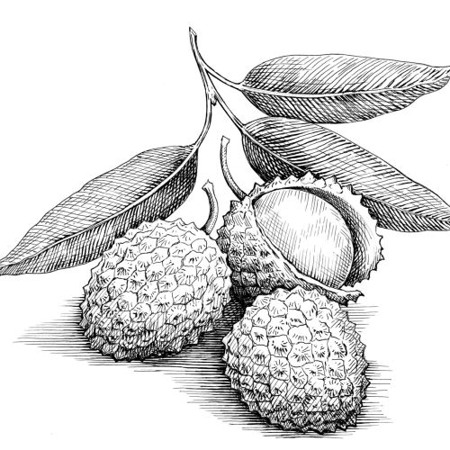 Black and white illustration of Lychees fruit 