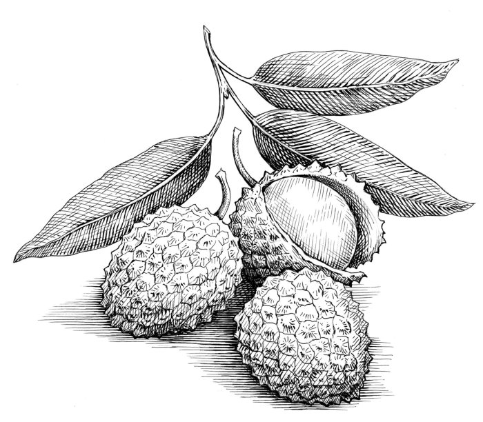 Ilustración en blanco y negro de fruta de lichis