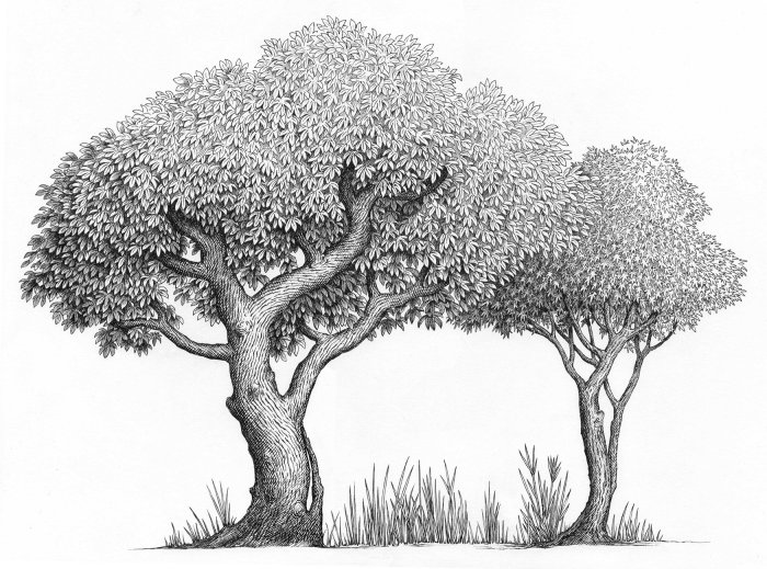 Árvores pretas e brancas