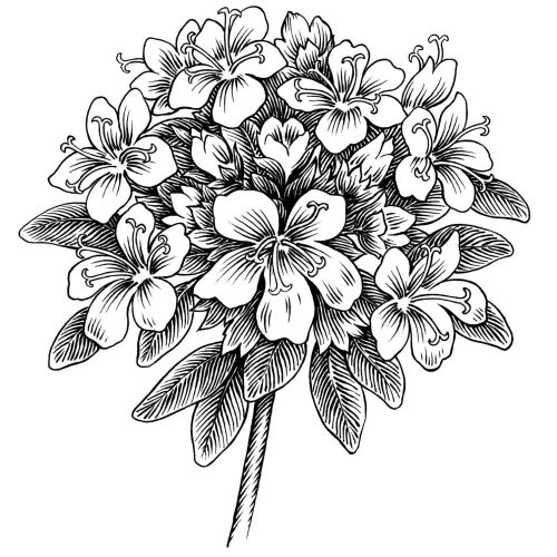Martin Hargreaves Black and White Nature Illustrator