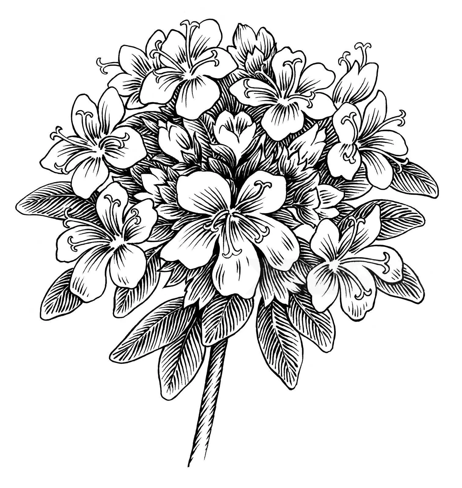 Black and white floral bouquet drawing by Martin Hargreaves