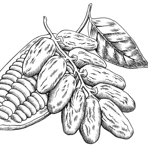 Detailed black and white cocoa pod and beans illustration by Martin Hargreaves