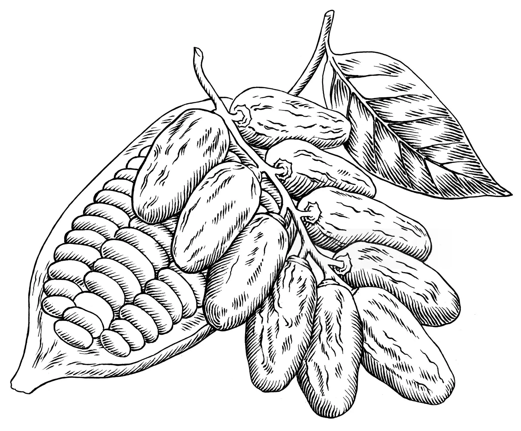 Detailed black and white cocoa pod and beans illustration by Martin Hargreaves