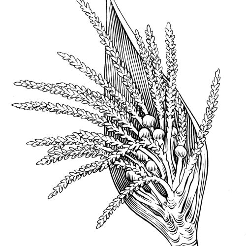 Black and white illustration of a grain plant by Martin Hargreaves