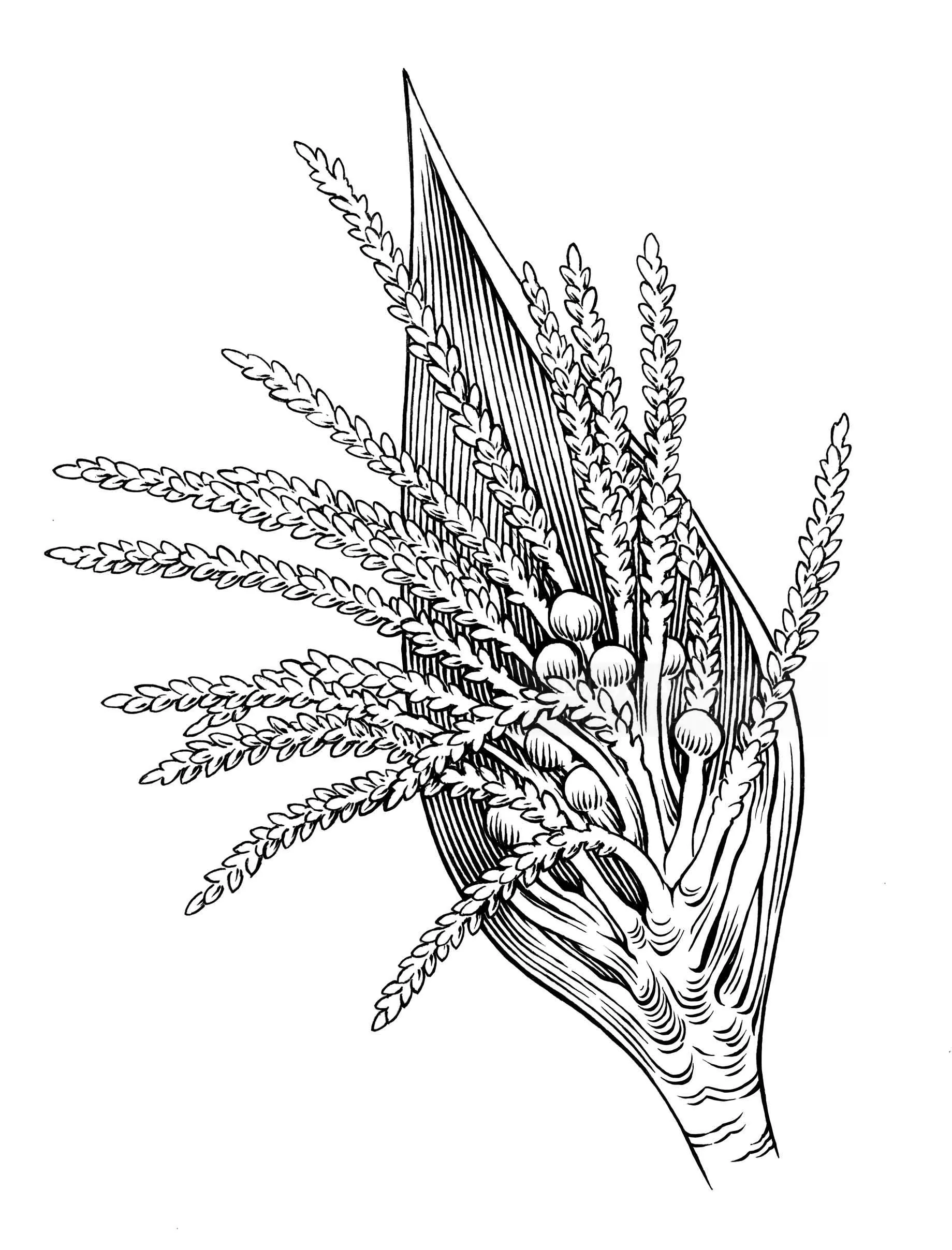 Black and white illustration of a grain plant by Martin Hargreaves