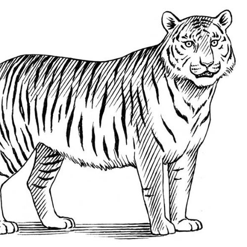 Detailed black and white drawing of a standing tiger