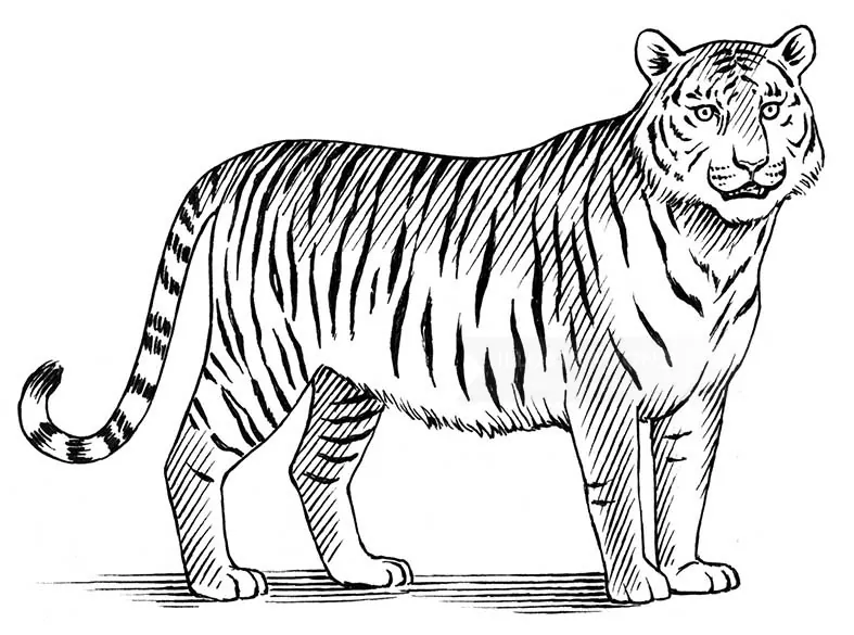 Detailed black and white drawing of a standing tiger