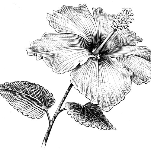 Hibiscus flower black and white art