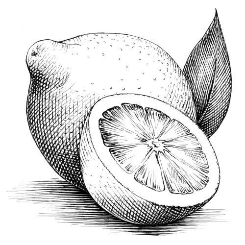 Line drawing of Lemons 