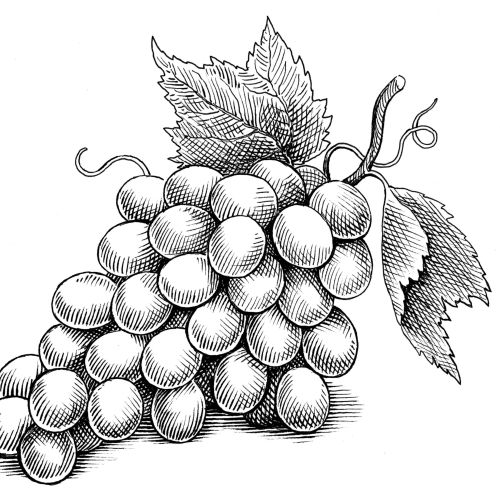 Martin Hargreaves Black and White Food & Drink Illustrator