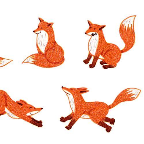 Illustrations of a red fox in various poses and expressions