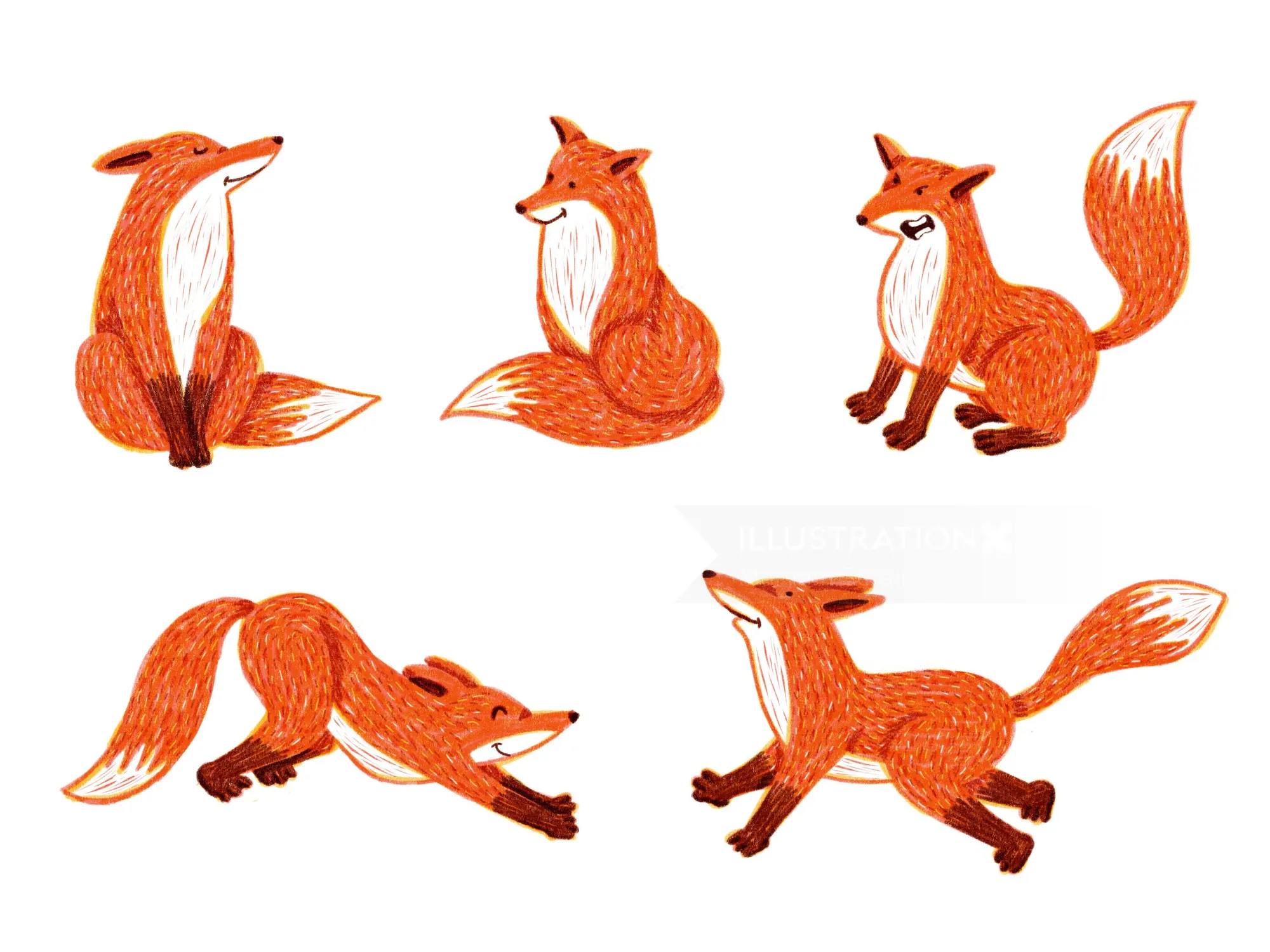 Illustrations of a red fox in various poses and expressions