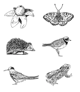 Black and white illustrations of flower, butterfly, hedgehog, bird, tern, and frog