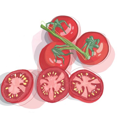 Tomato cluster and sliced tomatoes digital illustration by Matt Hollings In Colour