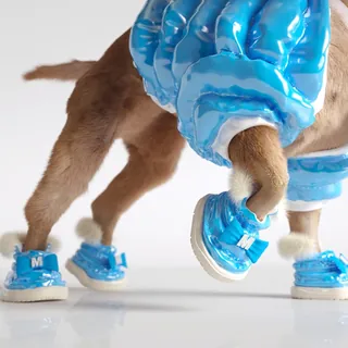 A dog wearing blue shoes and a shiny blue coat by Maurice Baltissen