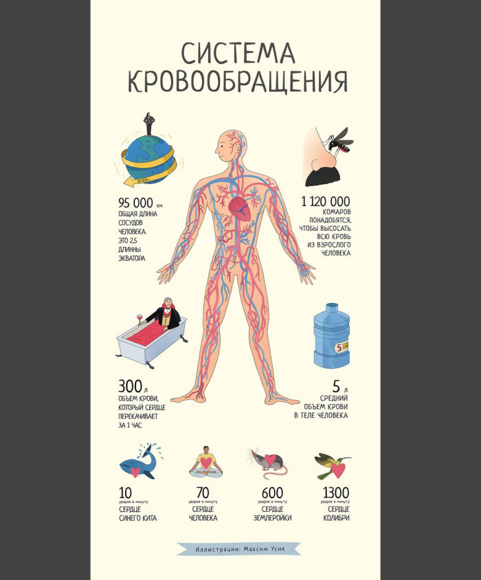 人体血液系统的封面海报