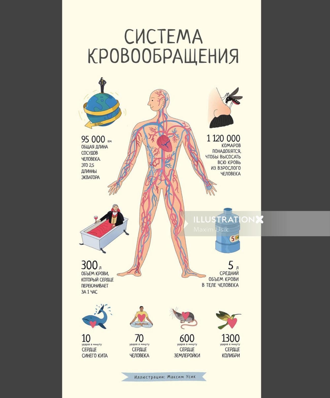 人間の血液系の表紙ポスター