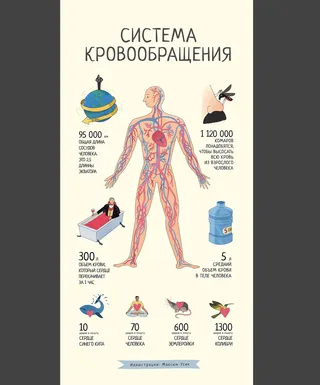 Cover poster of Blood system of human