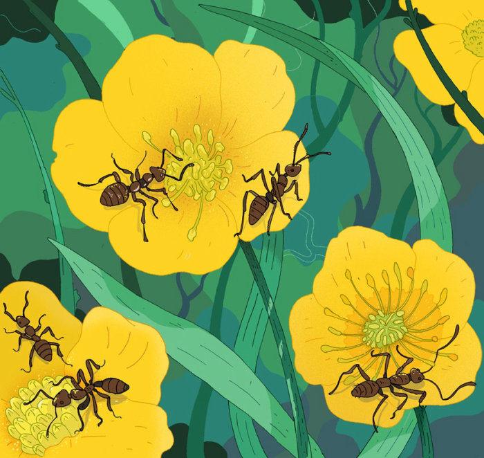 园艺杂志的蚂蚁和花蜜插图