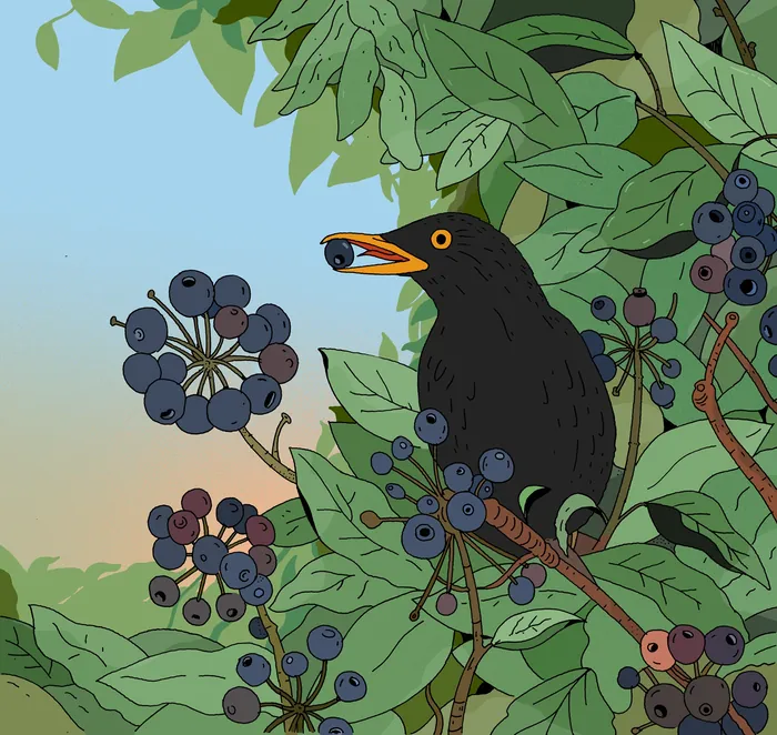 Blackbird eating a berry on a leafy branch by Maxim Usik
