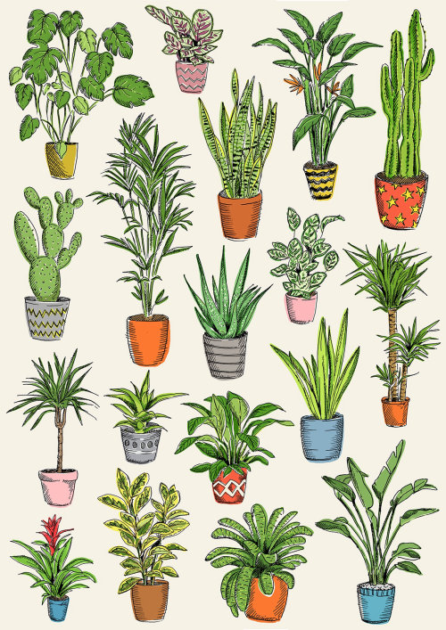 Illustration des plantes dans les pots