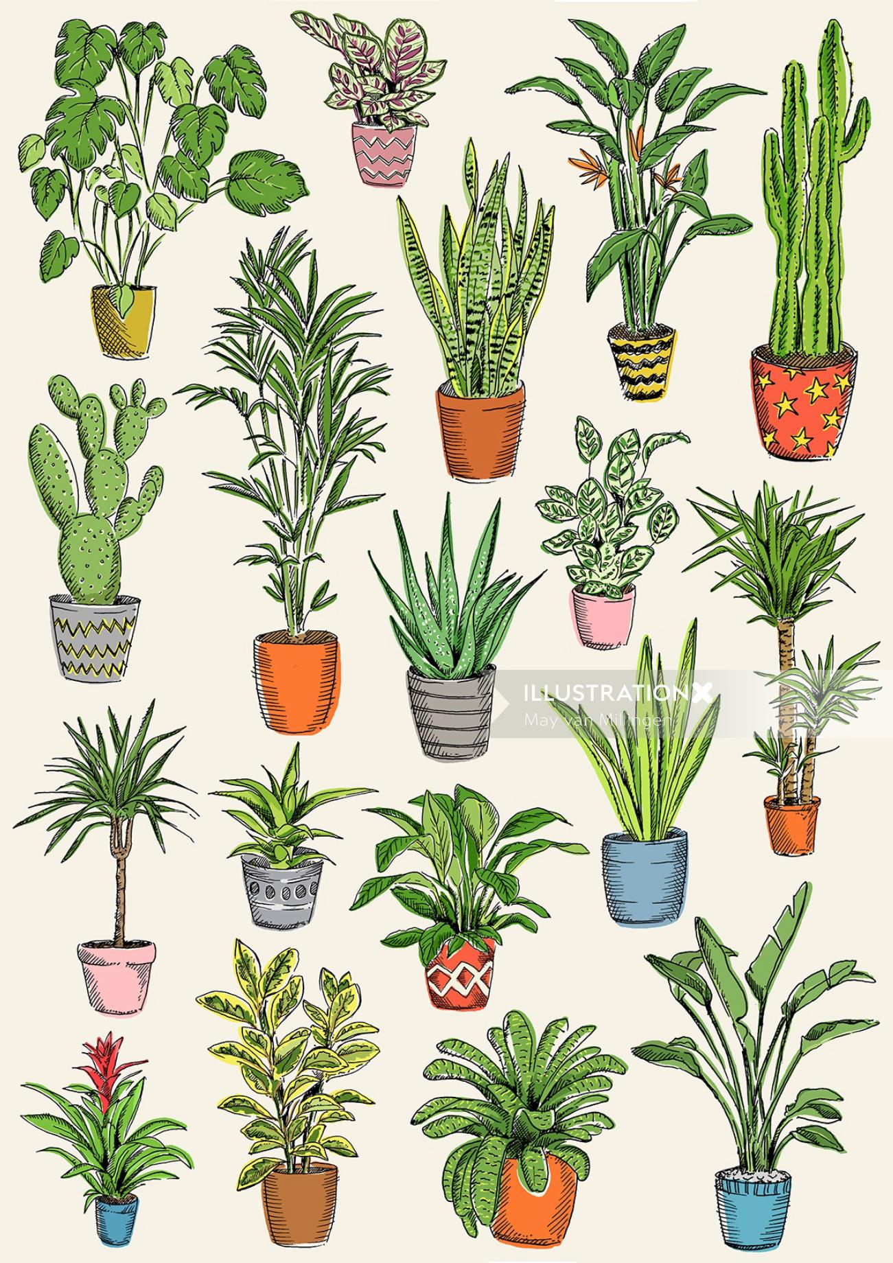 Illustration of plants in the pots