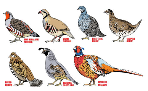 Ilustração de pássaros