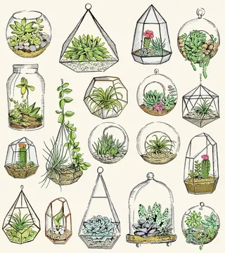 Illustration of terraniums