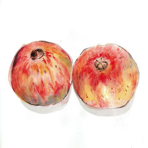 Pomegranate food illustration
