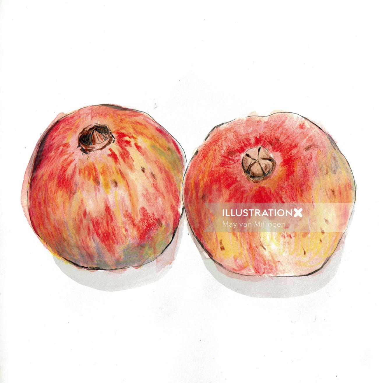 Pomegranate food illustration
