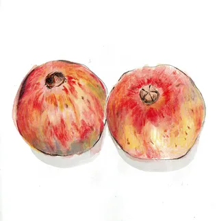 Pomegranate food illustration
