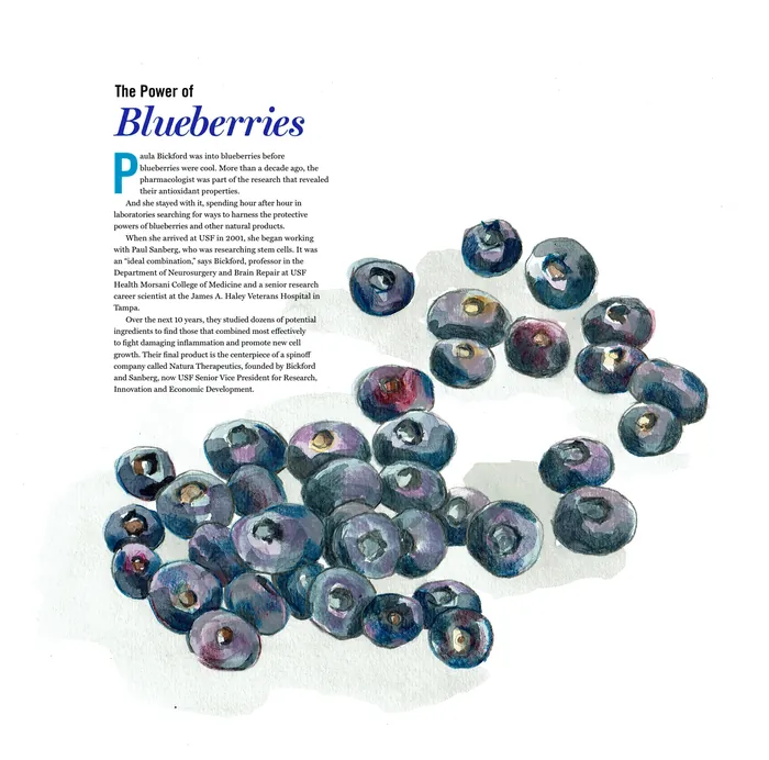 Watercolor painting of blueberries by May van Millingen