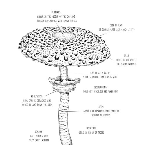 Detailed labeled diagram of Kuehneromyces mutabilis mushroom by May van Millingen