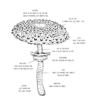 Detailed labeled diagram of Kuehneromyces mutabilis mushroom by May van Millingen