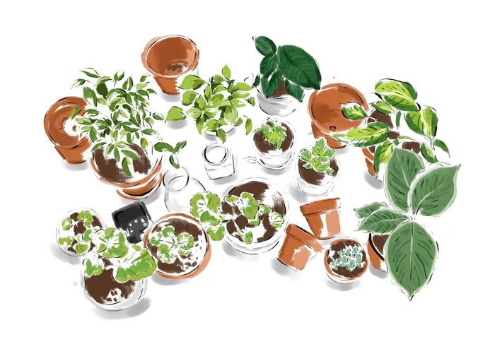 Illustration of various potted plants and seedlings by May van Millingen