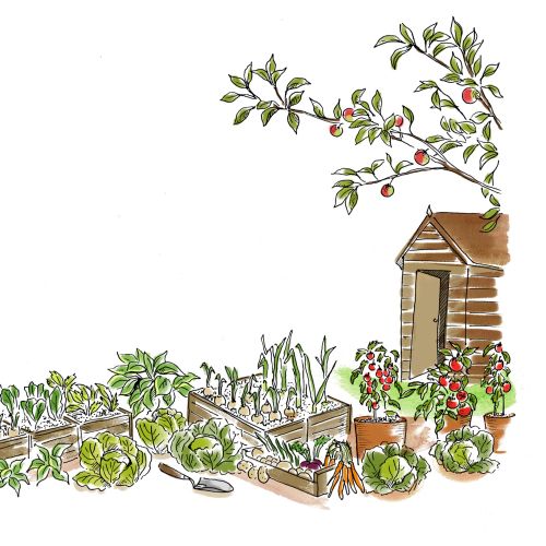 Garden border with wheelbarrow, plants, and shed illustration by May van Millingen