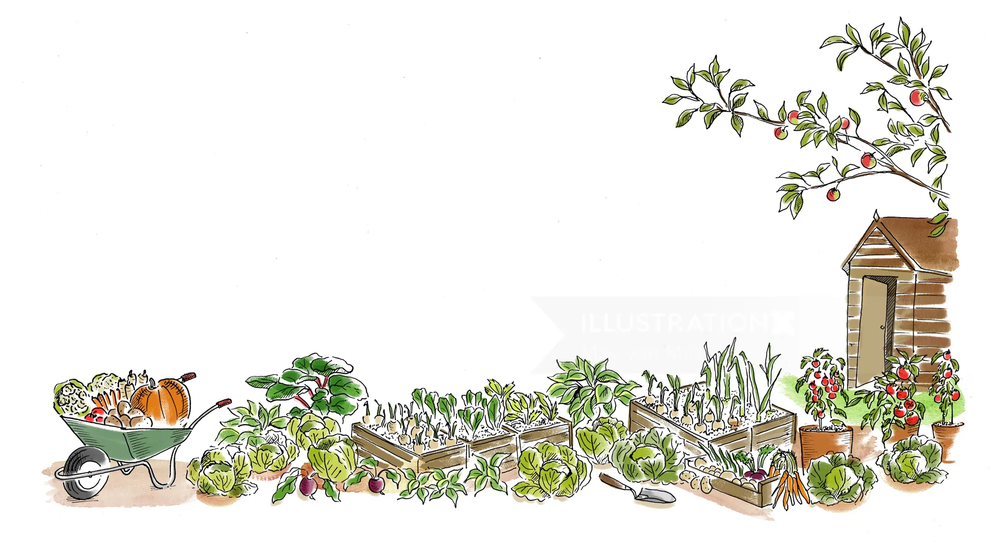 Garden border with wheelbarrow, plants, and shed illustration by May van Millingen