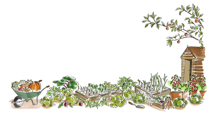 Garden border with wheelbarrow, plants, and shed illustration by May van Millingen