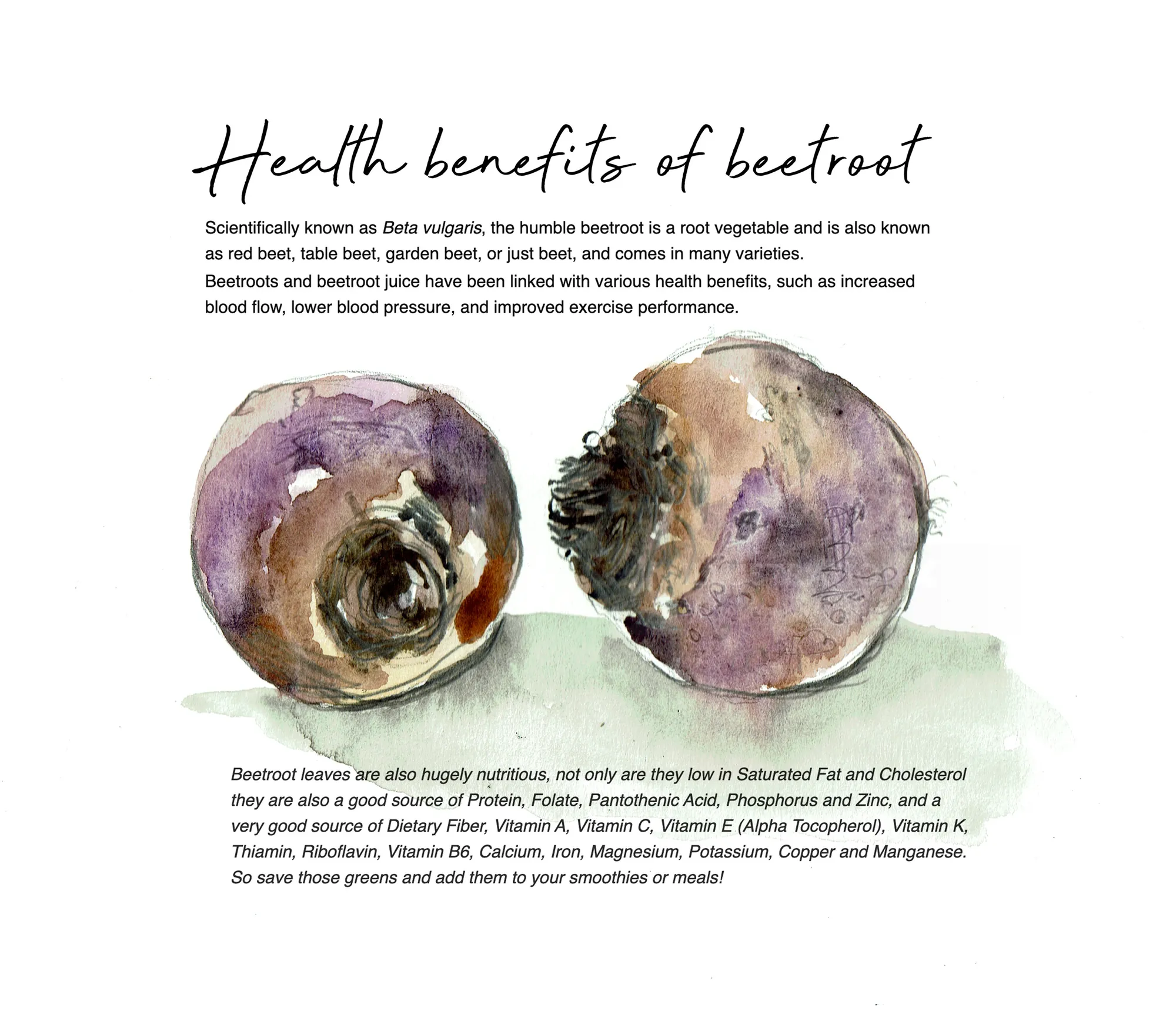 Watercolor illustration of two whole beetroots with detailed texture