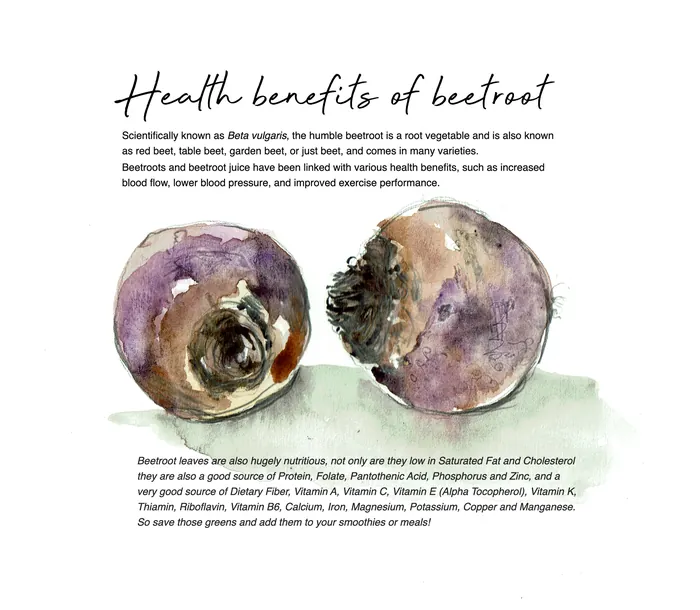 Watercolor illustration of two whole beetroots with detailed texture