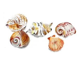 collection-five-seashells-