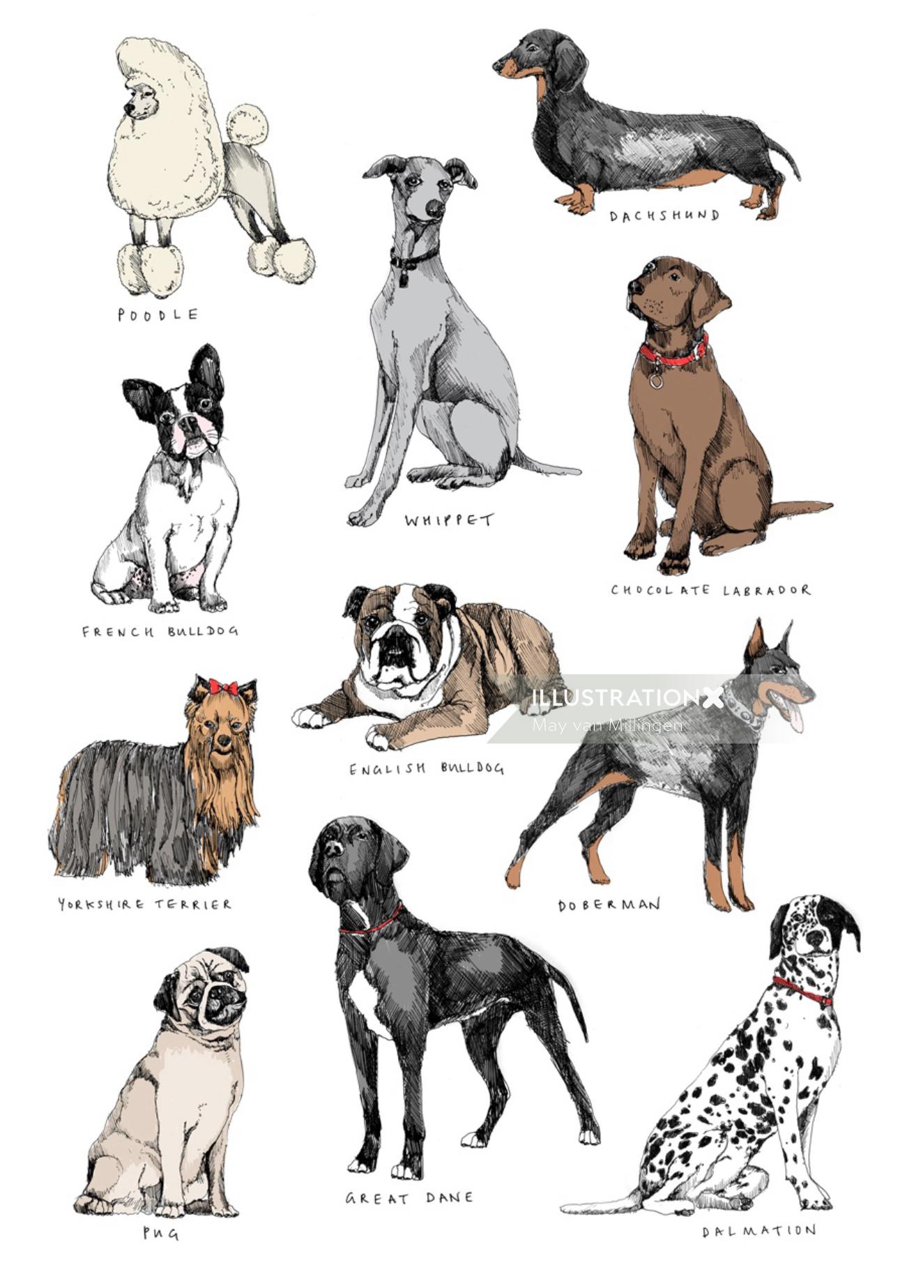 Dogs illustration by May van Millingen