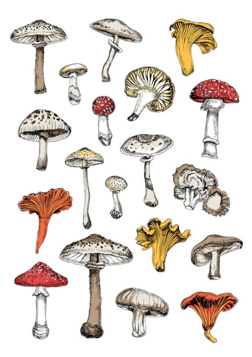 Types of mushrooms - Illustration by May van Millingen