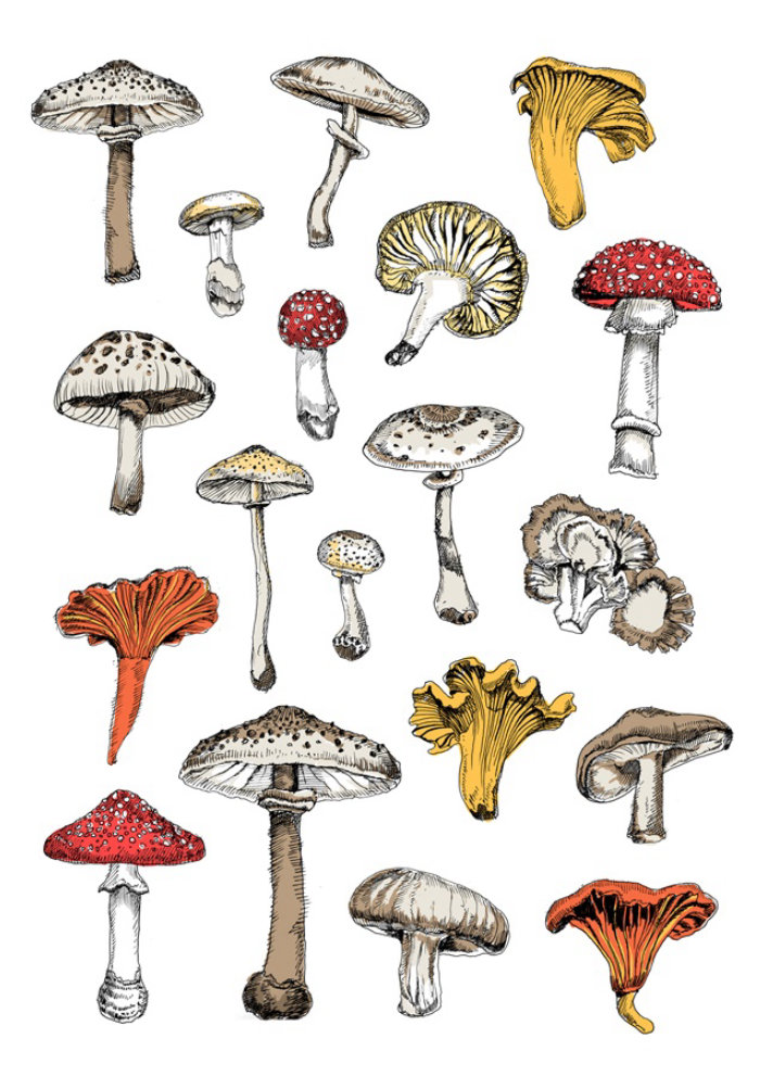 Types de champignons - Illustration de May van Millingen