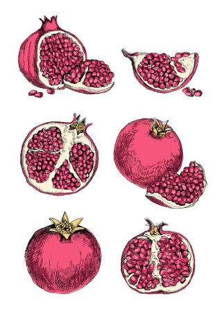 Pomegranate illustration by May van Millingen